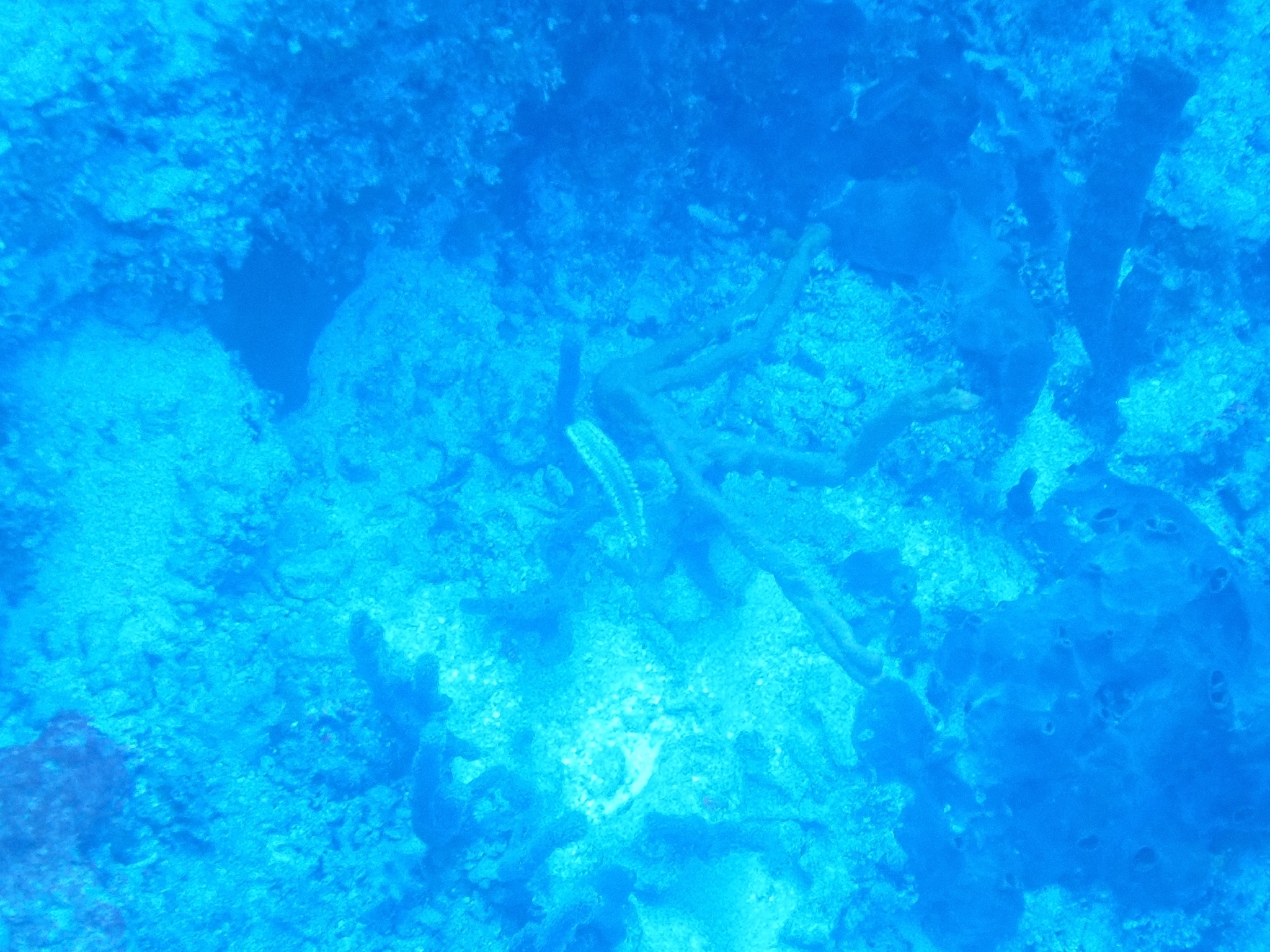 Hermodice carunculata (Pallas, 1766)