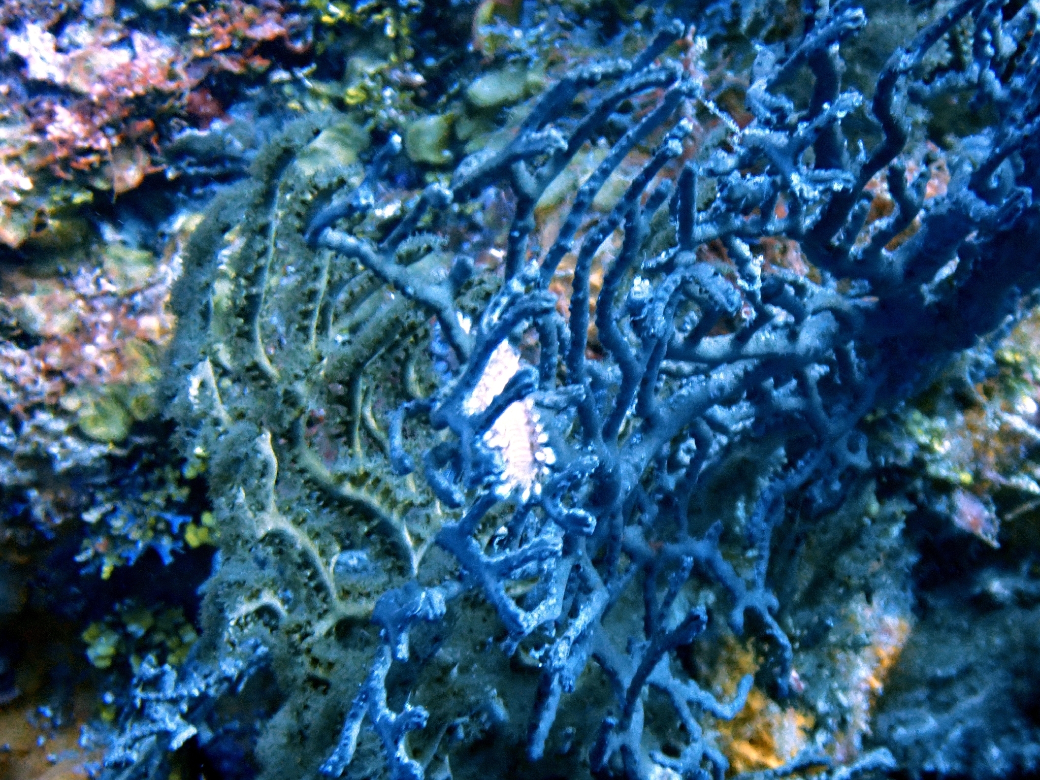 Hermodice carunculata (Pallas, 1766)