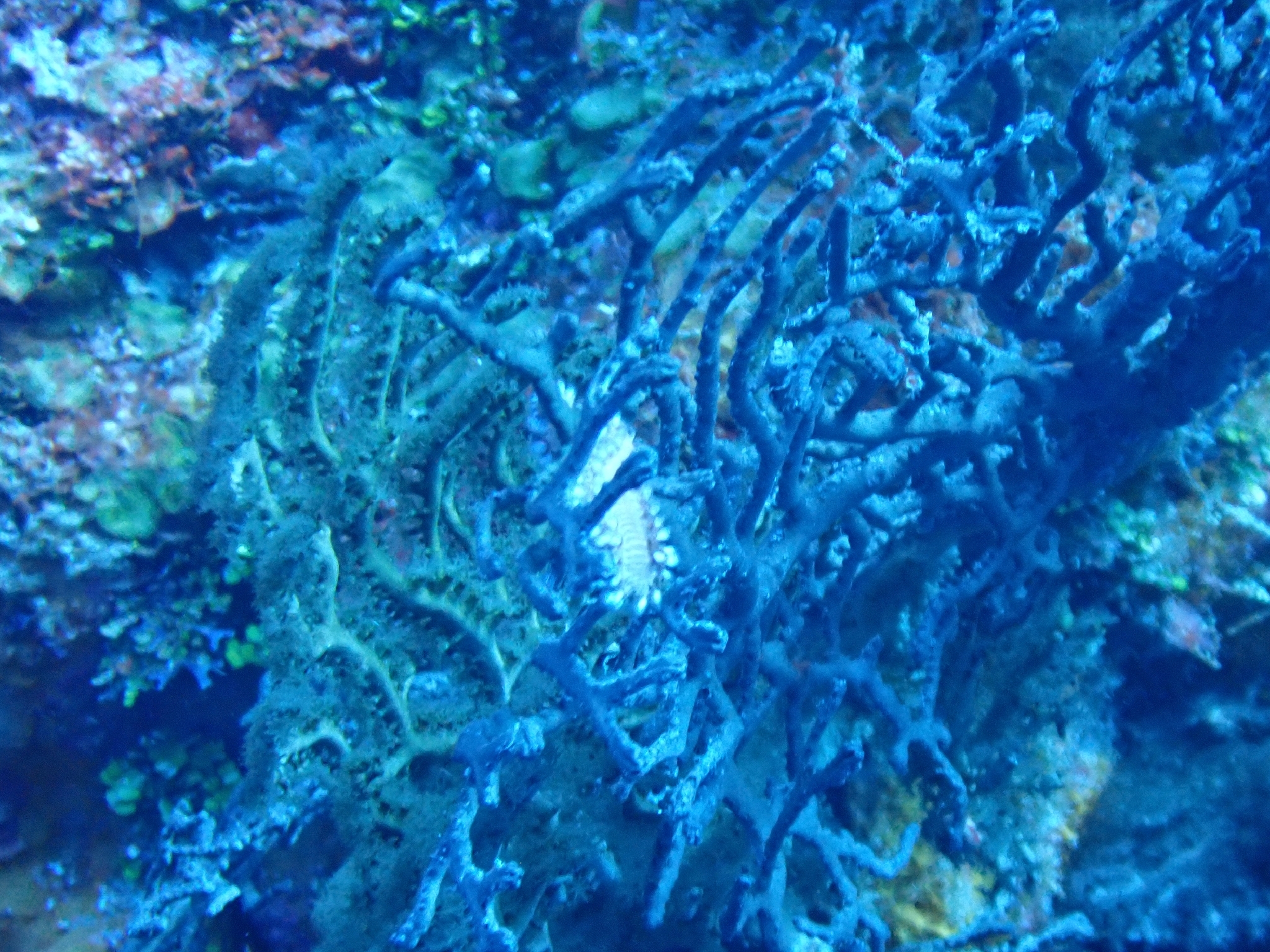 Hermodice carunculata (Pallas, 1766)