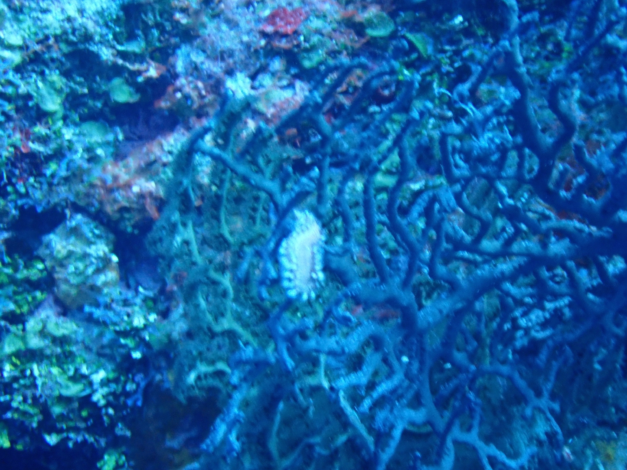 Hermodice carunculata (Pallas, 1766)