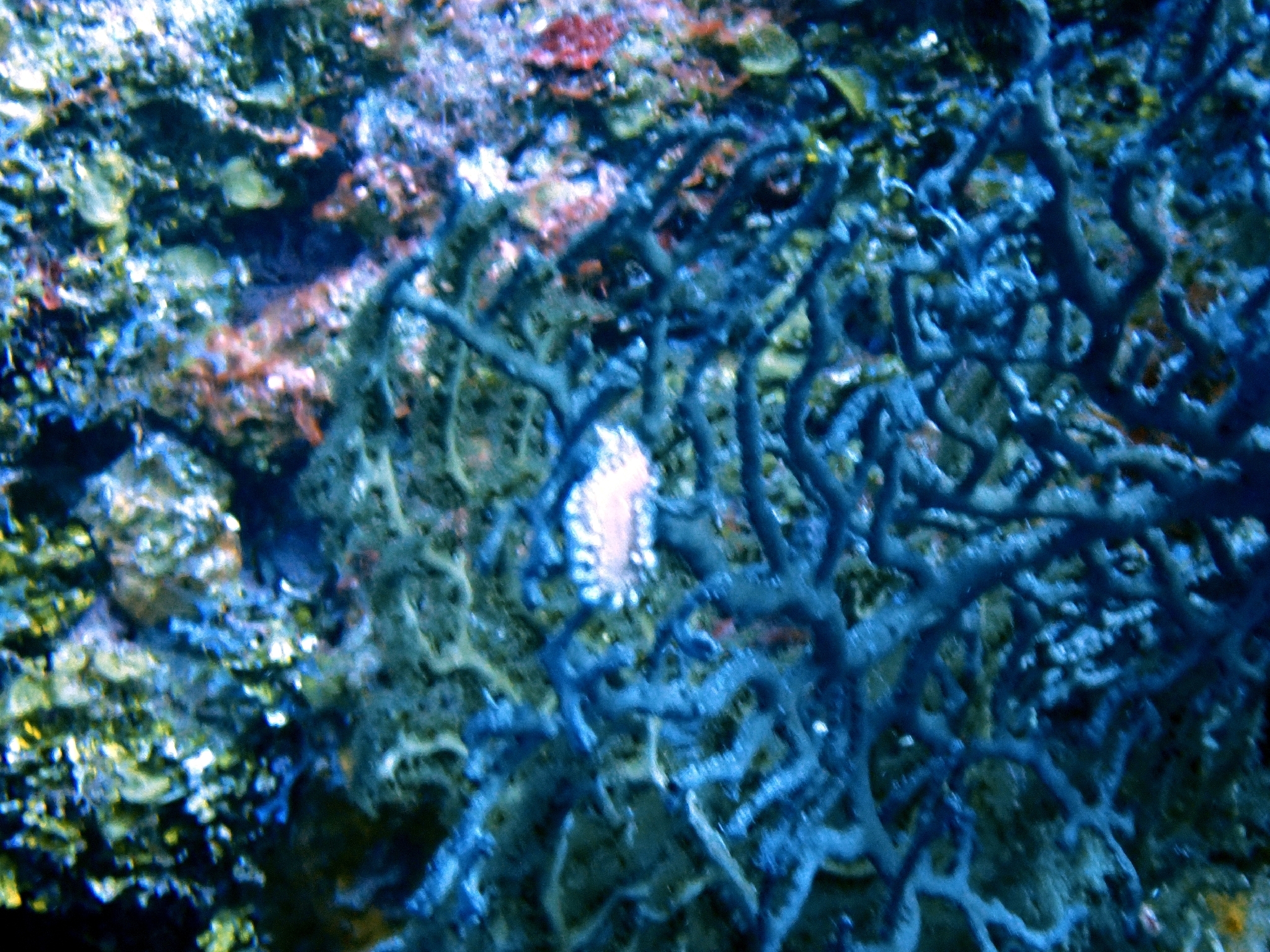 Hermodice carunculata (Pallas, 1766)