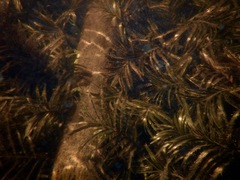 Potamogeton robbinsii