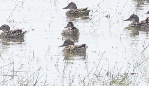Green-winged Teal