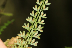 Asplenium dregeanum image