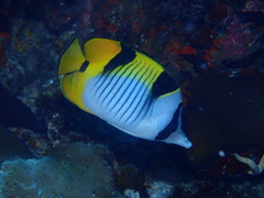 Chaetodon falcula