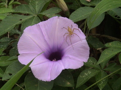 Ipomoea cairica
