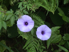 Ipomoea cairica