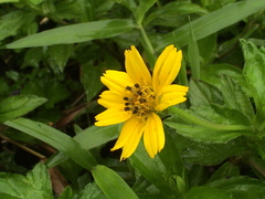 Sphagneticola trilobata