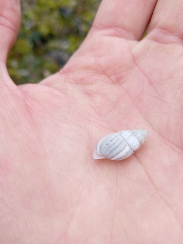 Zebrina detrita