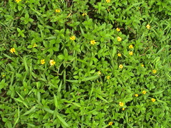 Sphagneticola trilobata