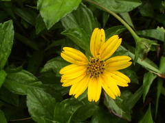 Sphagneticola trilobata