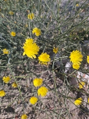 Launaea mucronata