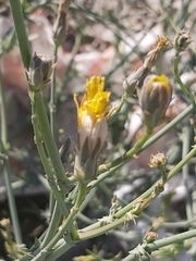 Launaea mucronata