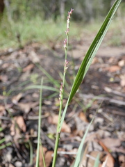 Setaria distans