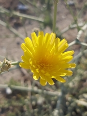 Launaea mucronata