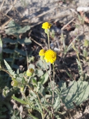 Senecio glaucus