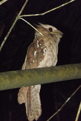 Batrachostomus auritus