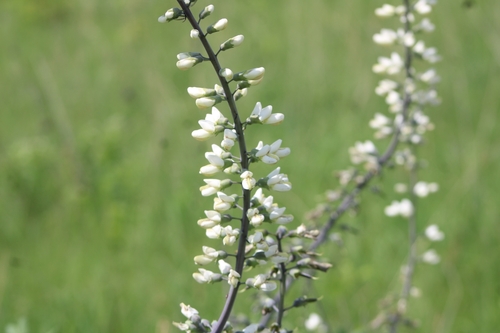 prairie false indigo (Baptisia lactea)