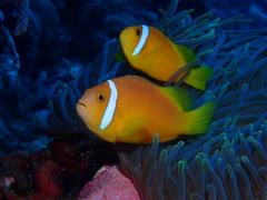Amphiprion nigripes