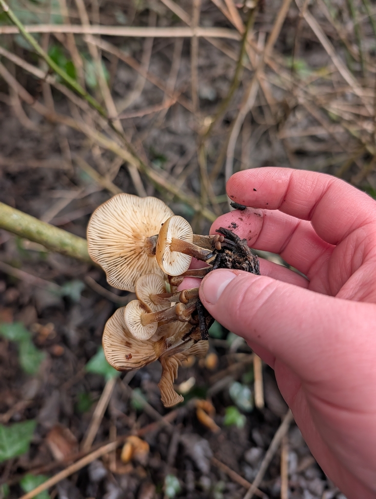 Flammulina · February 2026 · photo: © heather-hyfae (iNaturalist, cc-by)