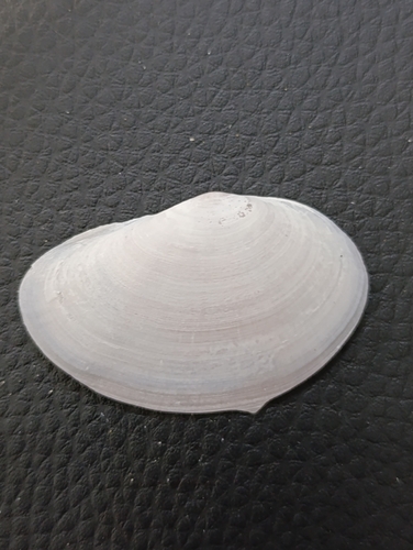 Sanguinolaria tellinoides, 2026-01-24