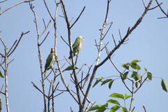 Psittacula alexandri