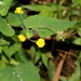 Citrine Tasselflower - Photo (c) Pete Woodall, some rights reserved (CC BY-NC), uploaded by Pete Woodall