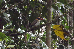 Actenoides princeps