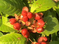 Tetracera indica