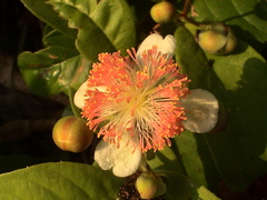 Tetracera indica