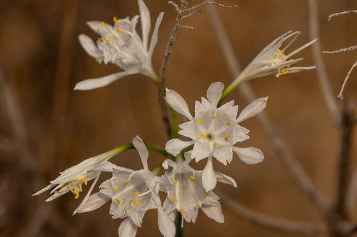 Canary sea daffodil (Pancratium canariense)