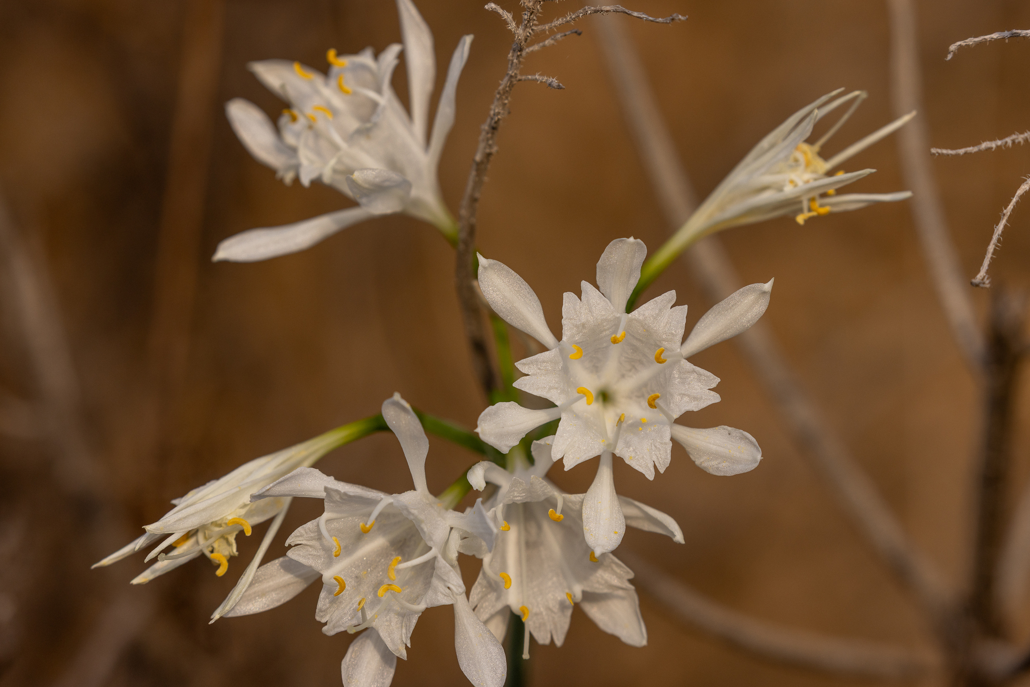 Canary Sea Daffodil (Pancratium canariense)