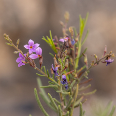 Campylanthus salsoloides, photograph (c) Wolfgang Thomas, some rights reserved (CC BY)