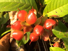 Tetracera indica