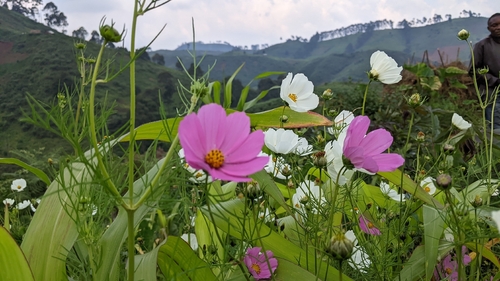 garden cosmos