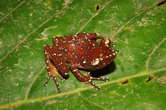 Nyctixalus pictus