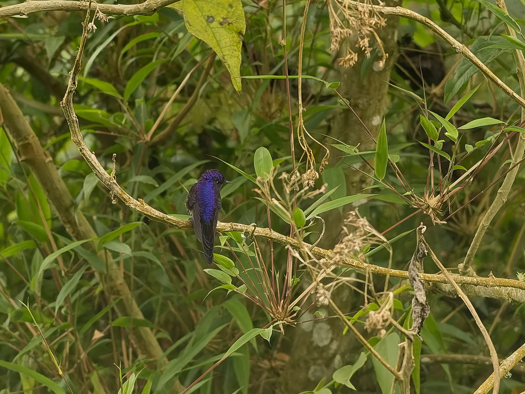 Purple-backed Thornbill (Ramphomicron microrhynchum), photo 1