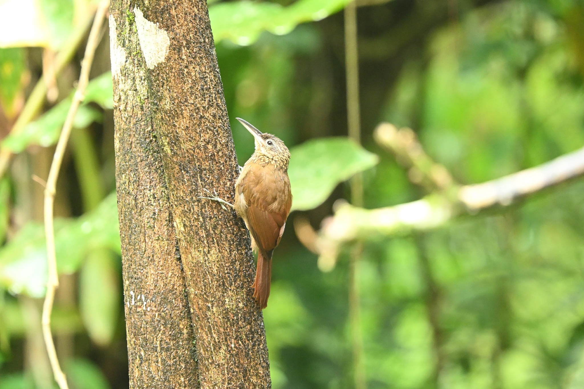 Cocoa Woodcreeper (Xiphorhynchus susurrans), photo 6