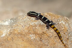 Djebel Bani Lizard-Toed Gecko photo 4
