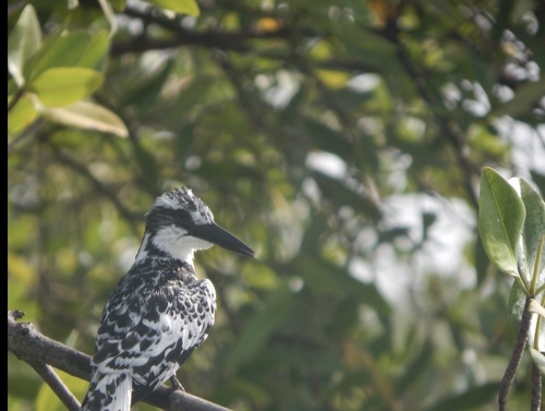 Pied Kingfisher