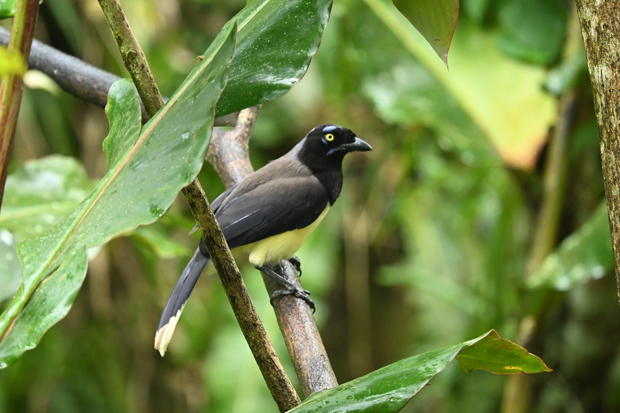 Black-chested Jay (Cyanocorax affinis), photo 7