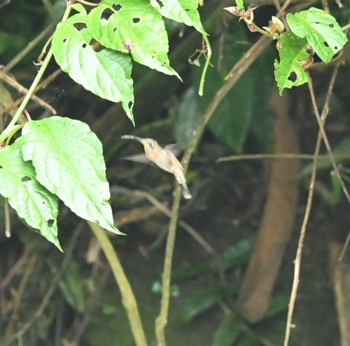 Rufous-breasted Hermit (Glaucis hirsutus), photo 2