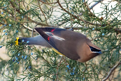 Cedar Waxwing photographed in Louisiana