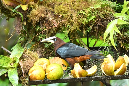 Chestnut-headed Oropendola (Psarocolius wagleri), photo 3