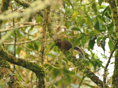 Andean Squirrel