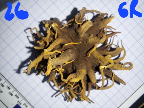 Andricus caputmedusae