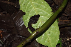 Craspedocephalus puniceus