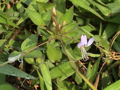 Cleome rutidosperma