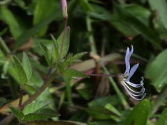 Cleome rutidosperma