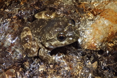 Limnonectes kuhlii